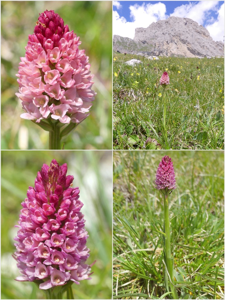 Variabilit morfologica in alcuni ibridi del genere Gymnadenia (Nigritella).